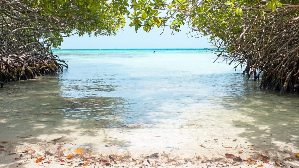 Mangel Halto Beach Aruba